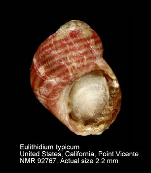 Eulithidium typicum.jpg - Eulithidium typicum (Dall,1908)